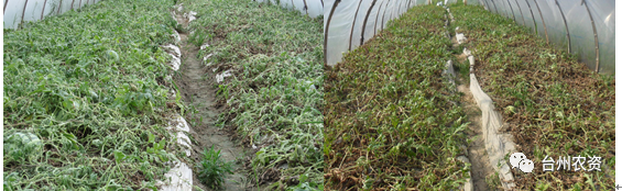 臺州農資 臺州農資