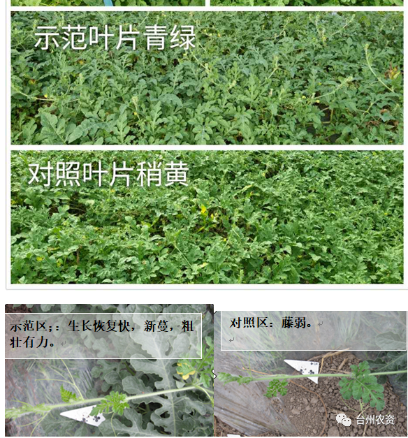 臺州農資 臺州農資