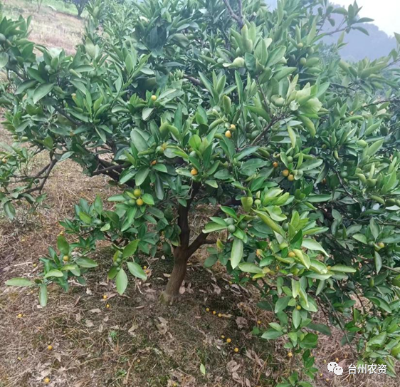 臺州農(nóng)資 臺州農(nóng)資