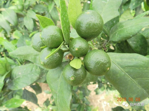 臺州農(nóng)資 臺州農(nóng)資